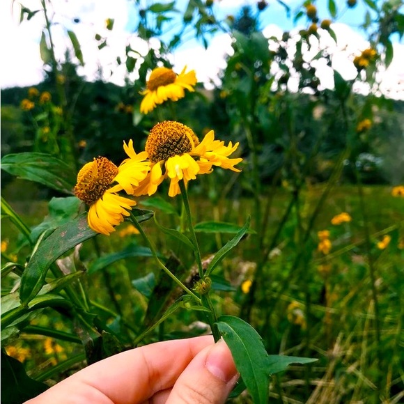 Meet your Posher, Annie - Picture 1 of 1